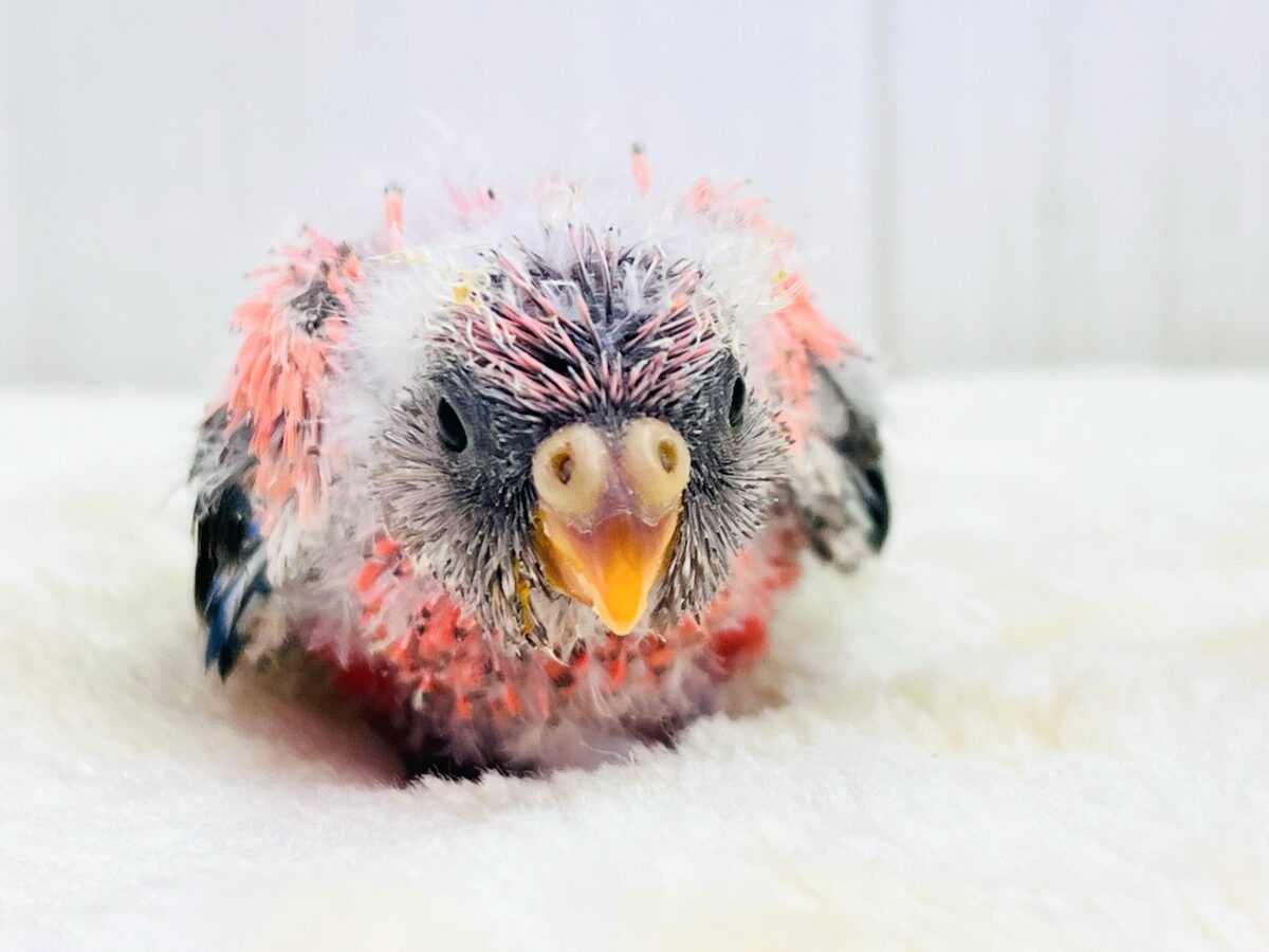 アキクサインコ（秋草インコ）