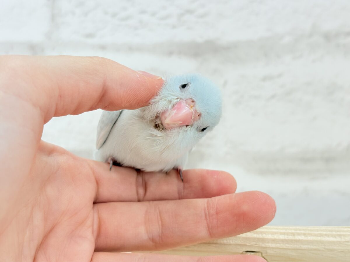 マメルリハ