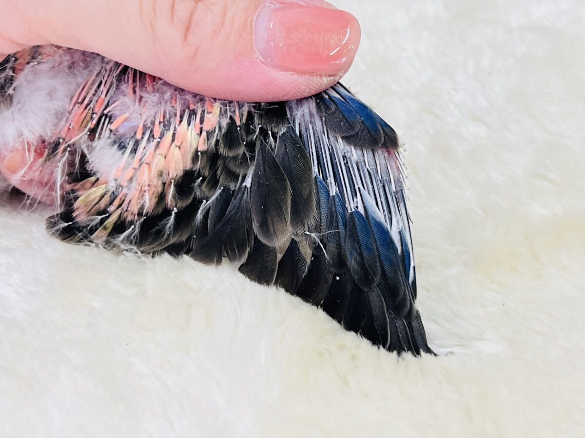 アキクサインコ（秋草インコ）