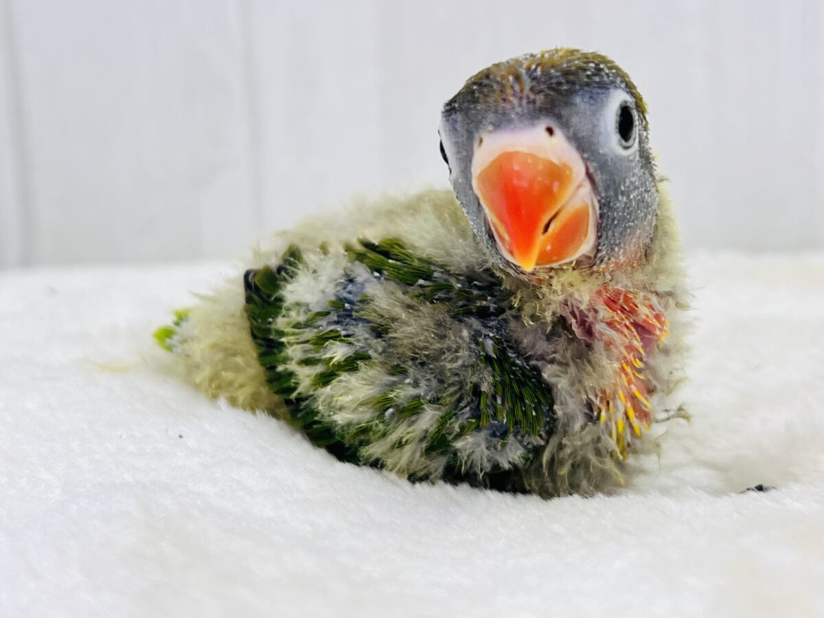 キエリボタンインコ