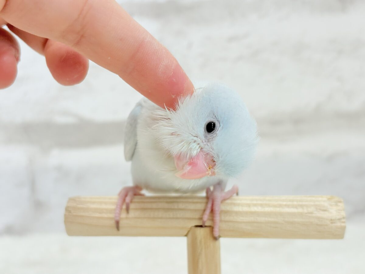 マメルリハ