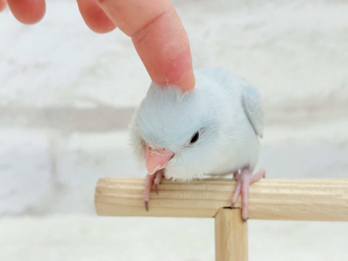 マメルリハ