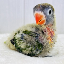 目力強め👀角刈り頭⁉️綿毛まみれ〜なキエリボタンインコ入舎しました！