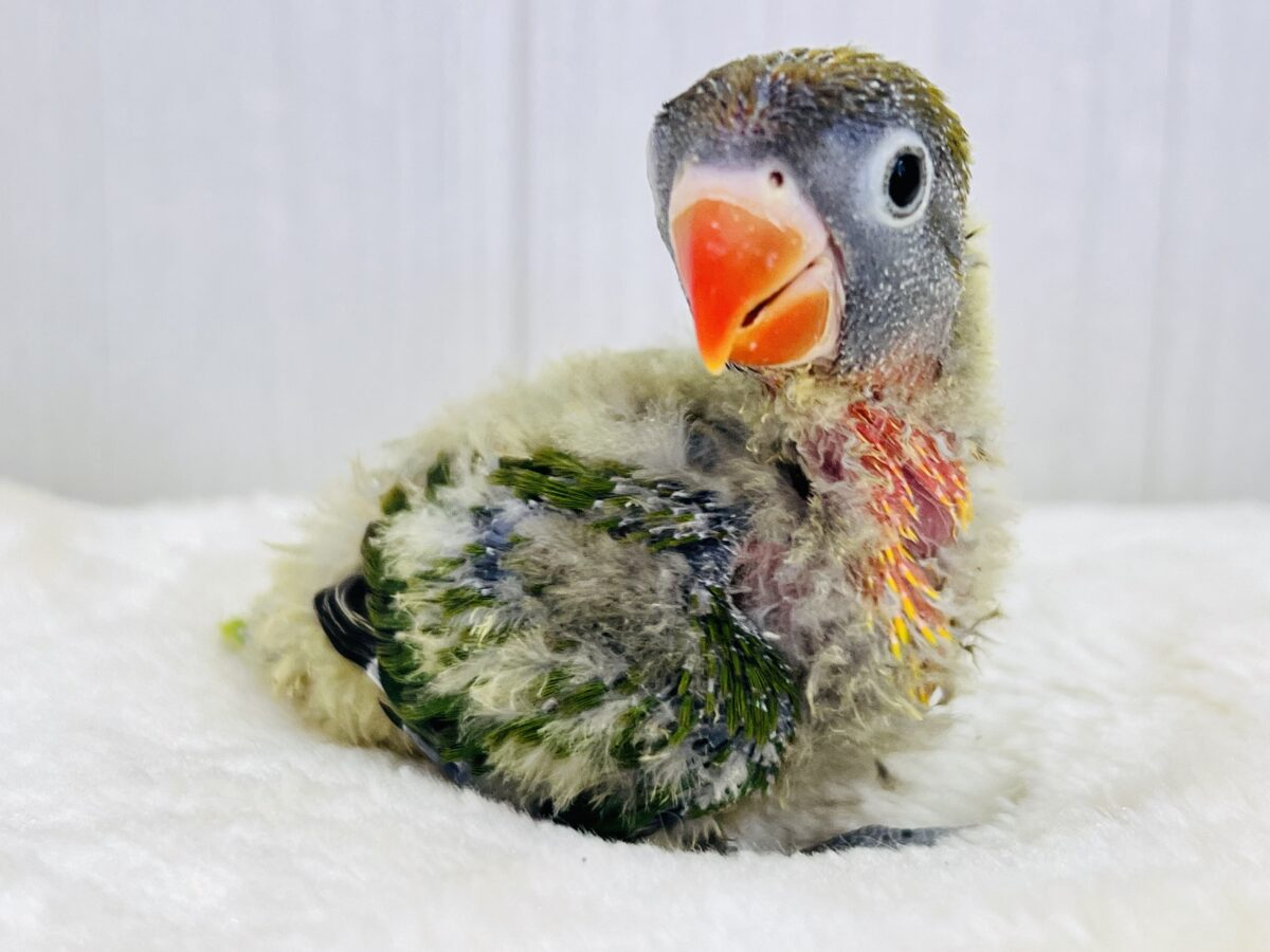 目力強め👀角刈り頭⁉️綿毛まみれ〜なキエリボタンインコ入舎しました！