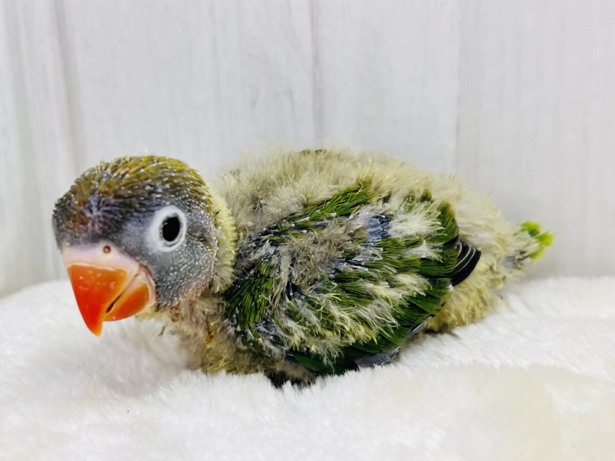 キエリボタンインコ