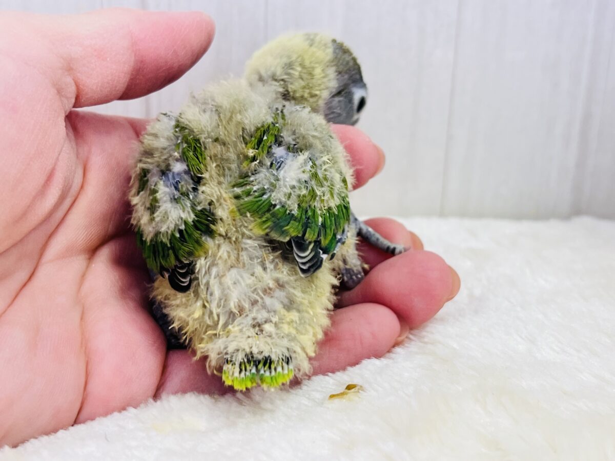 キエリボタンインコ