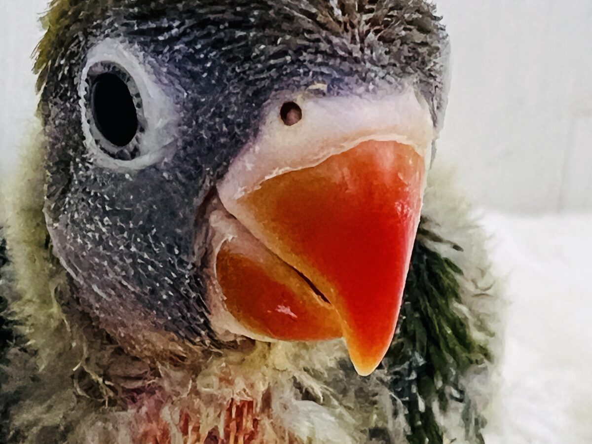 キエリボタンインコ