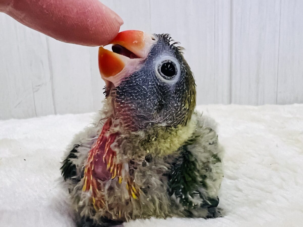 キエリボタンインコ