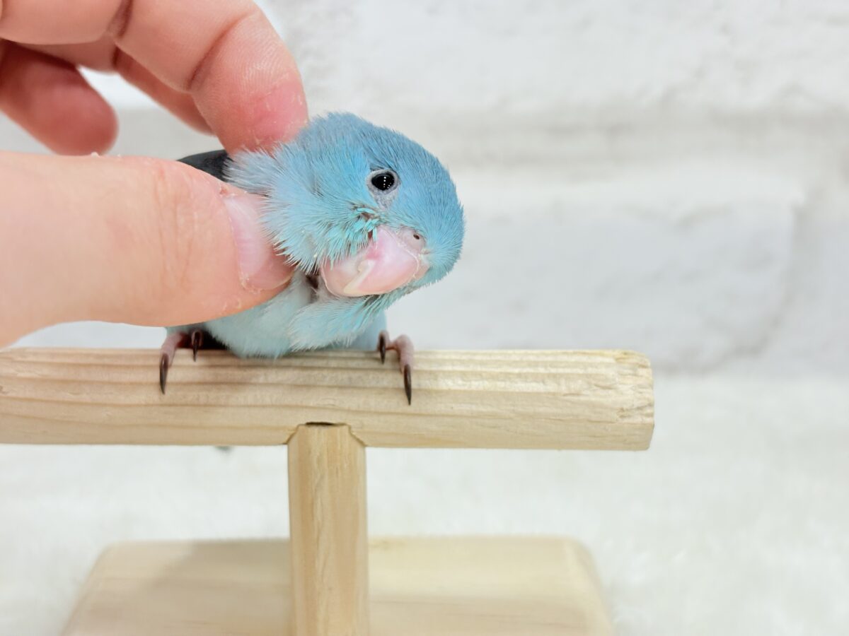 マメルリハ