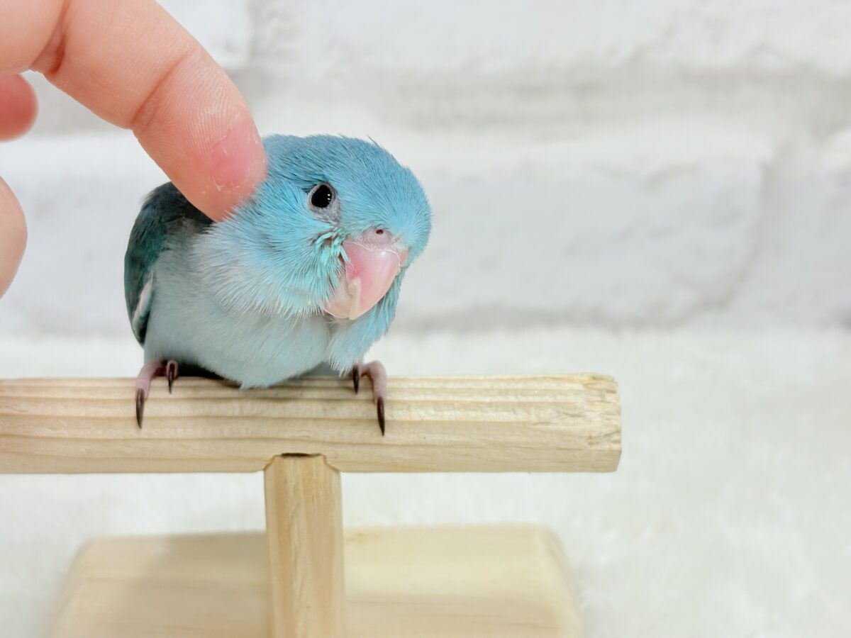 マメルリハ