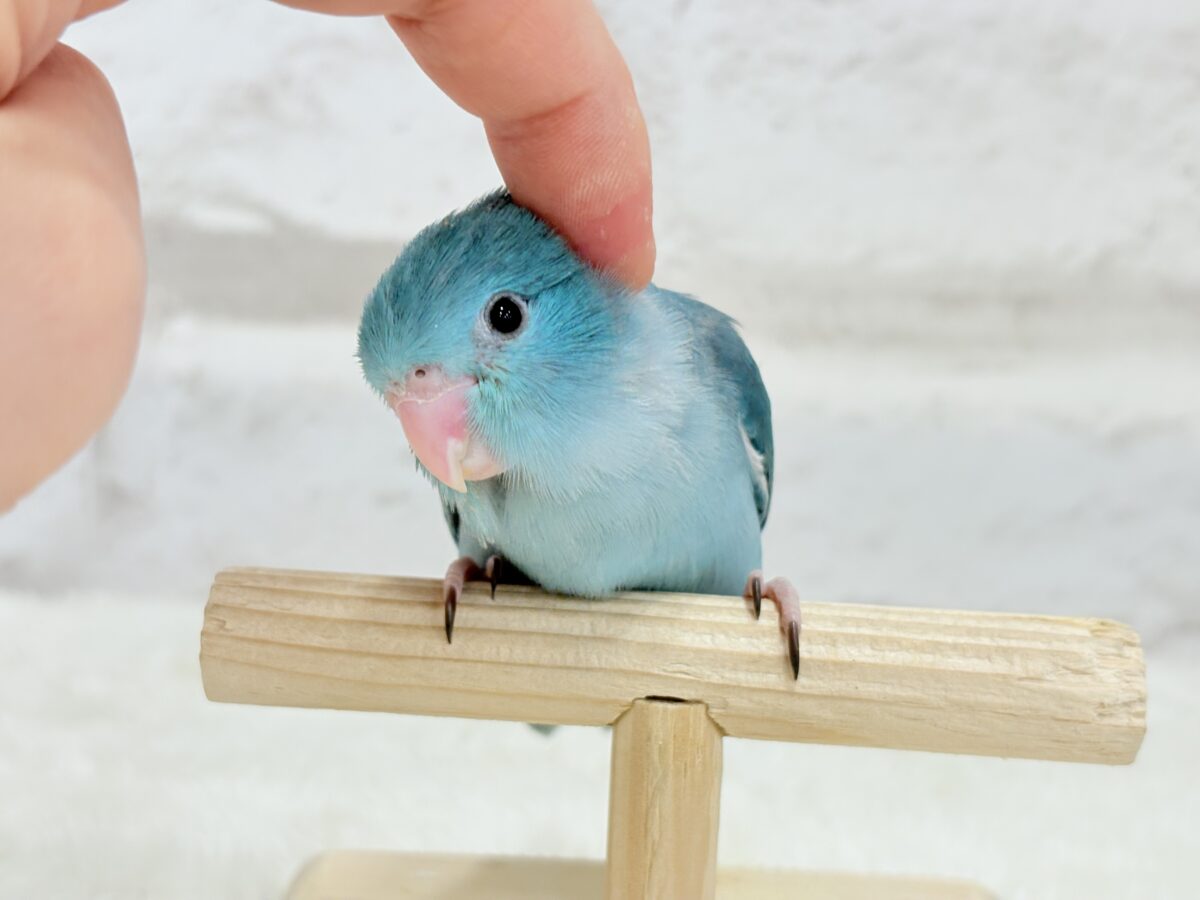 マメルリハ