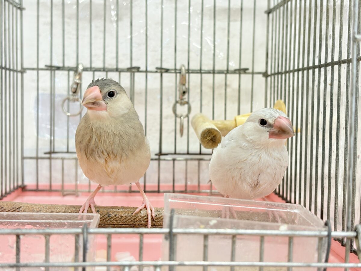 シルバー文鳥
