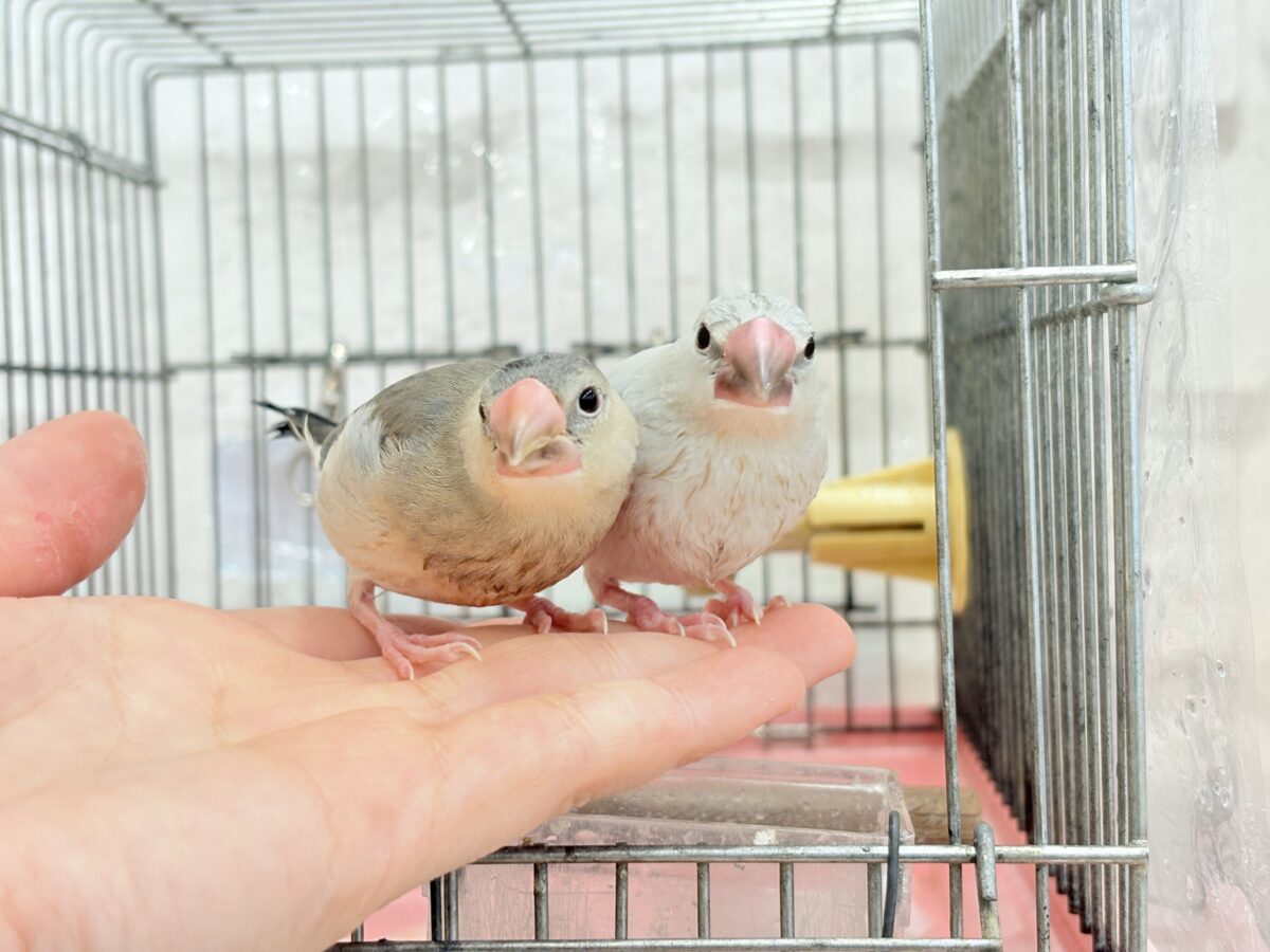 桜文鳥
