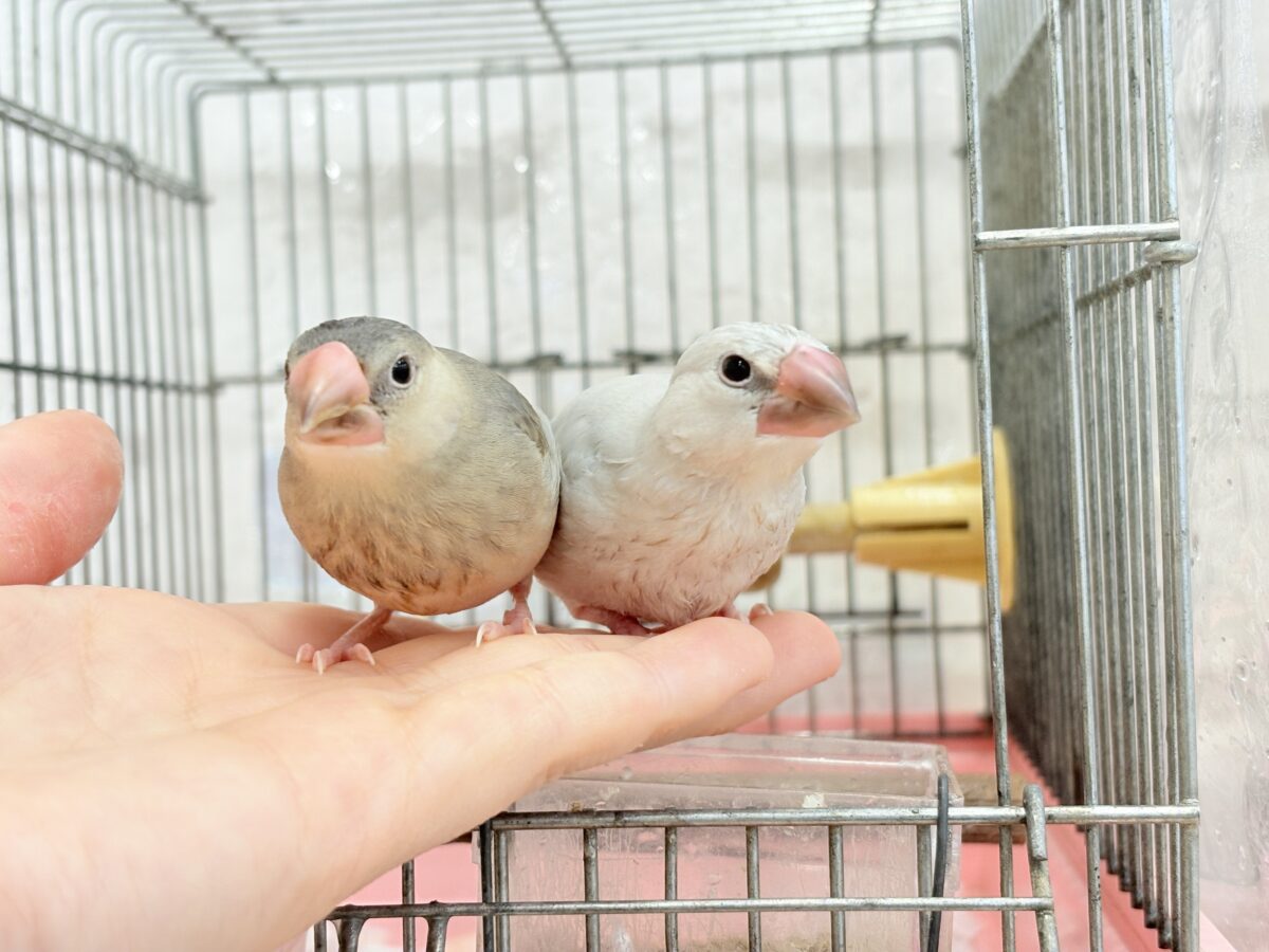 シルバー文鳥