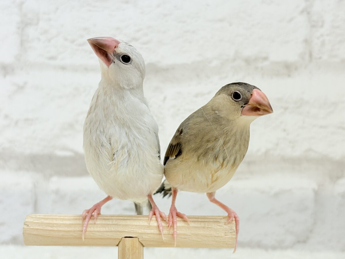 シルバー文鳥