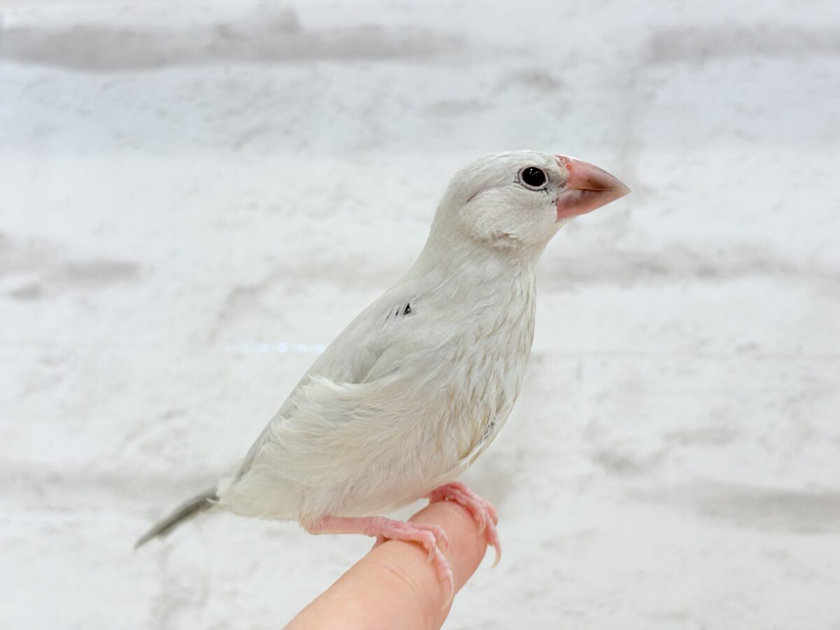 シルバー文鳥