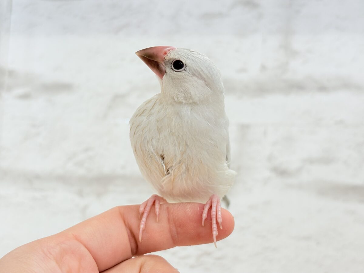 シルバー文鳥