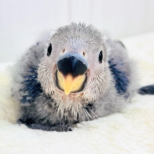 ベストジーニスト賞あげちゃう🏆小桜インコのバイオレット入舎です💜