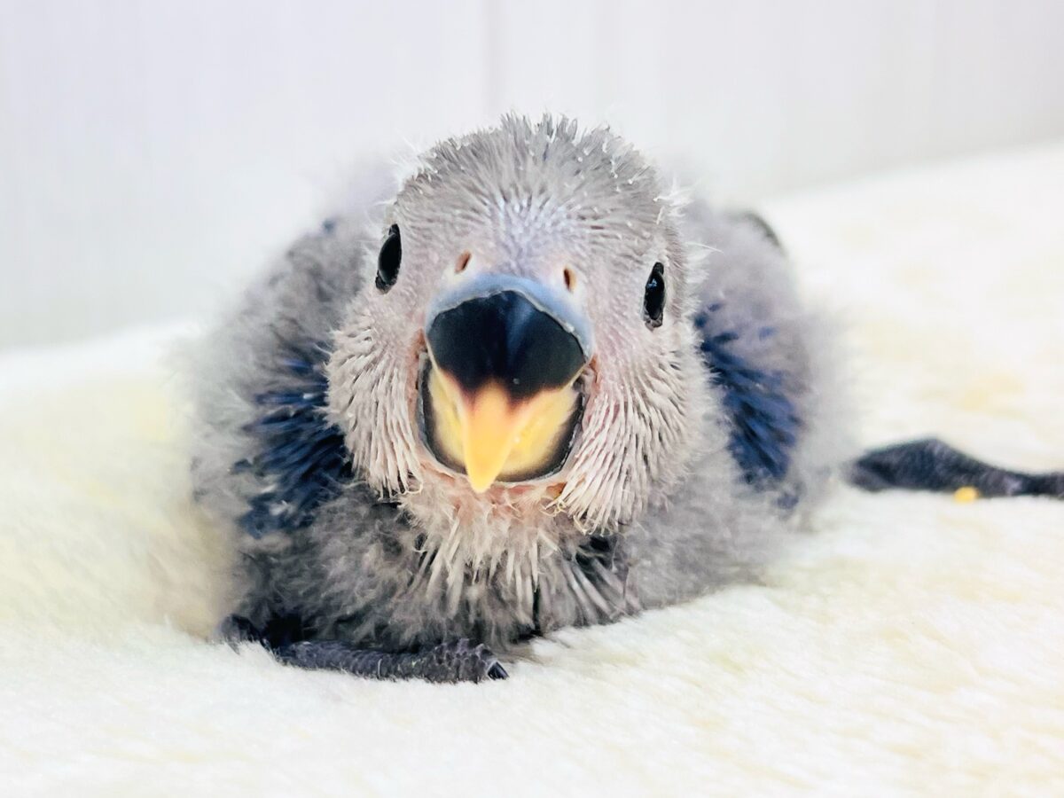 ベストジーニスト賞あげちゃう🏆小桜インコのバイオレット入舎です💜