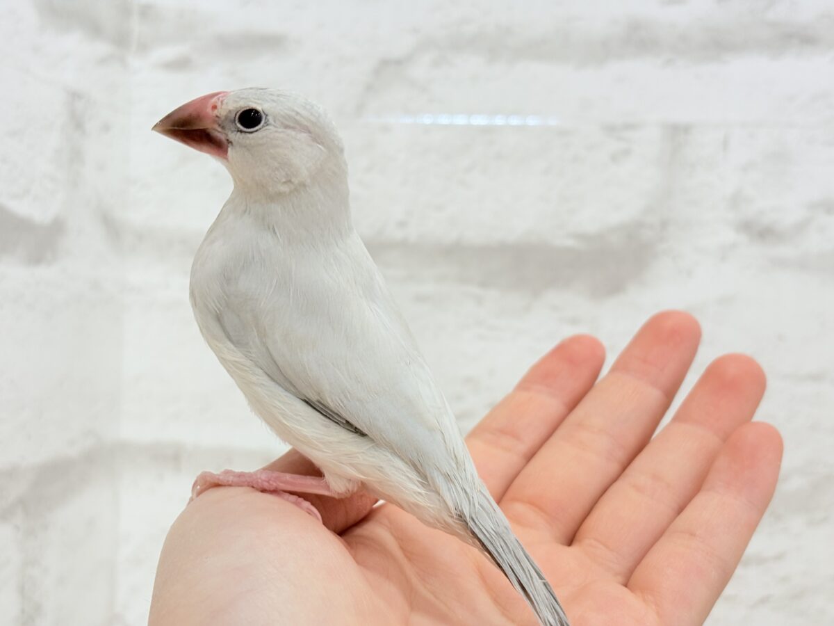 シルバー文鳥