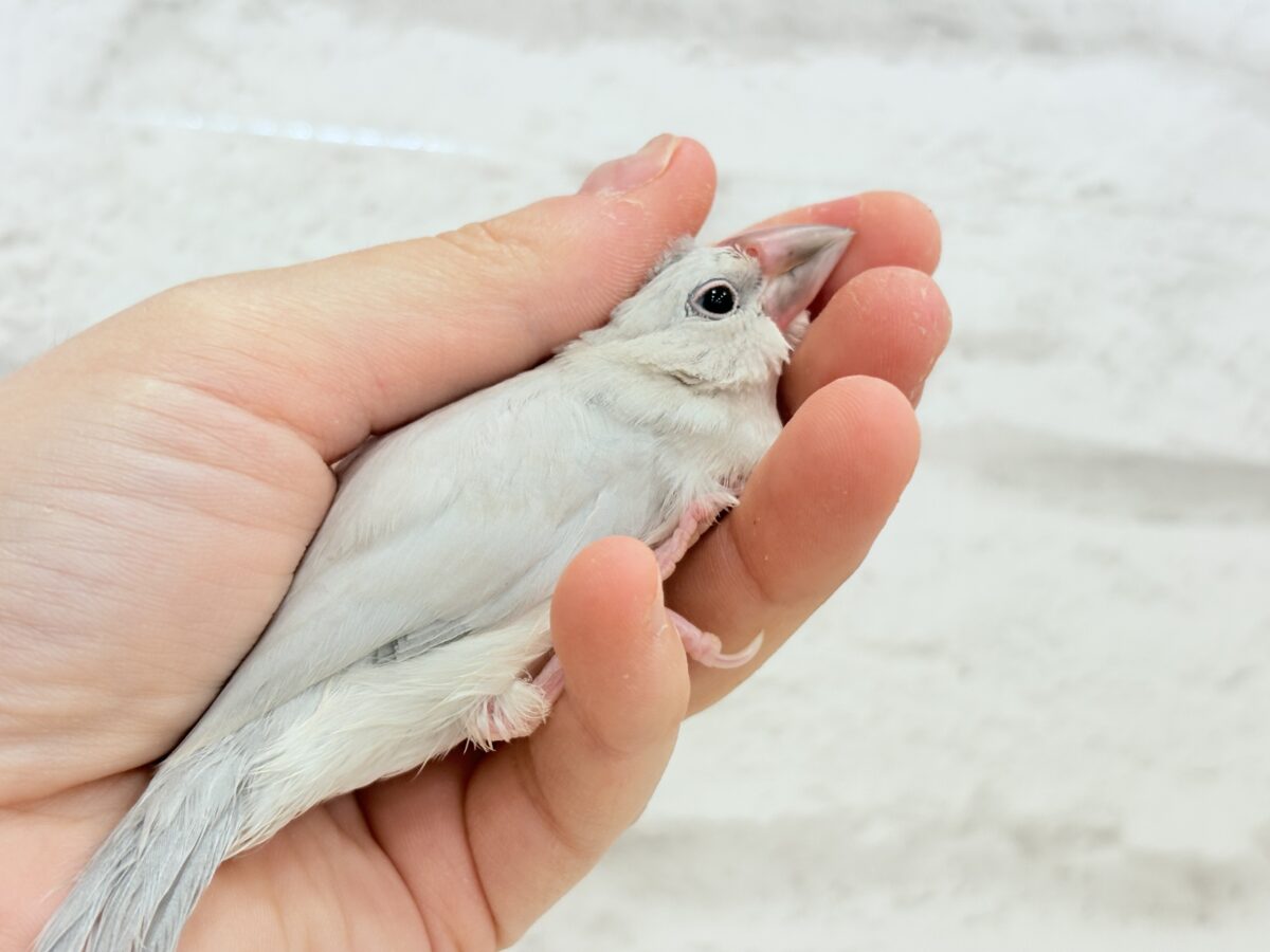 シルバー文鳥