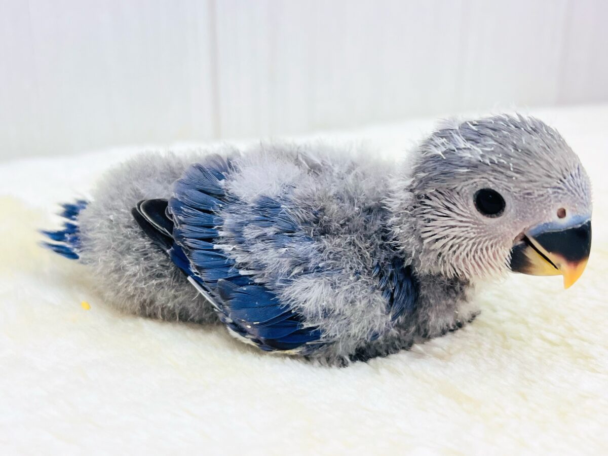 コザクラインコ（小桜インコ）