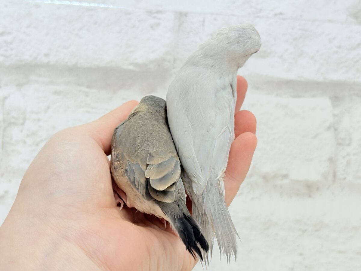 桜文鳥
