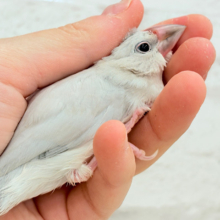 【最新画像更新🪄ひとり餌になりました‪☆】未来はゴージャス文鳥さっ🕊🩶シルバー文鳥 ヒナ
