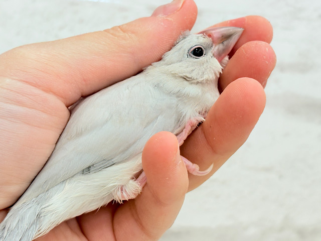 【最新画像更新🪄ひとり餌になりました‪☆】未来はゴージャス文鳥さっ🕊🩶シルバー文鳥 ヒナ