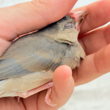 【最新画像更新🪄ひとり餌になりました‪☆】きらきらおめめに映る世界🐣🫧桜文鳥 ヒナ