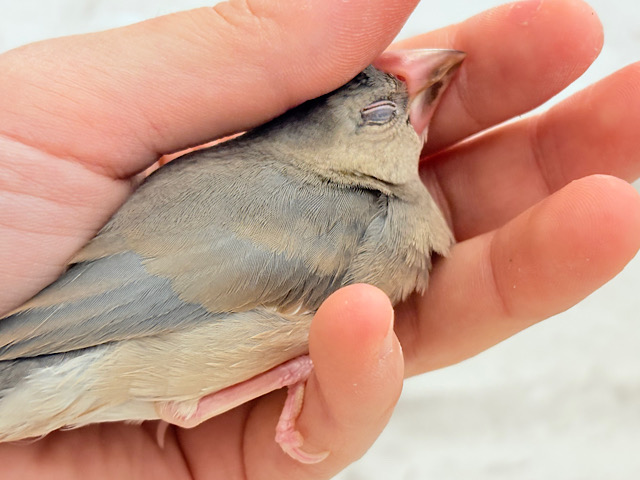 【最新画像更新🪄ひとり餌になりました‪☆】きらきらおめめに映る世界🐣🫧桜文鳥 ヒナ
