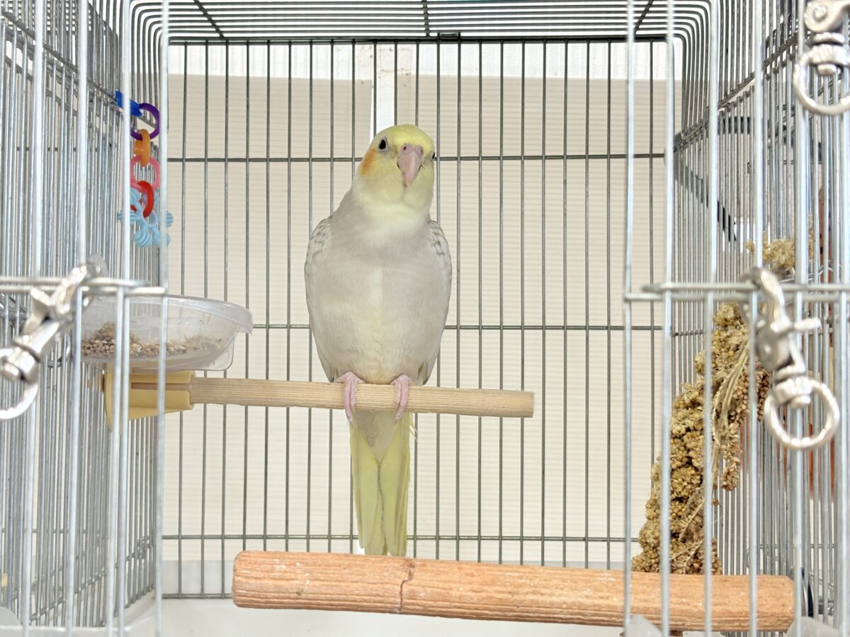 オカメインコ