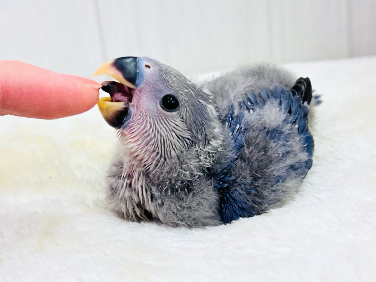 コザクラインコ（小桜インコ）