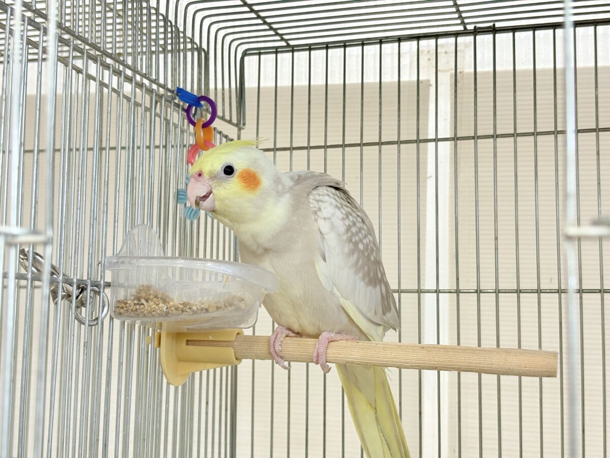 オカメインコ