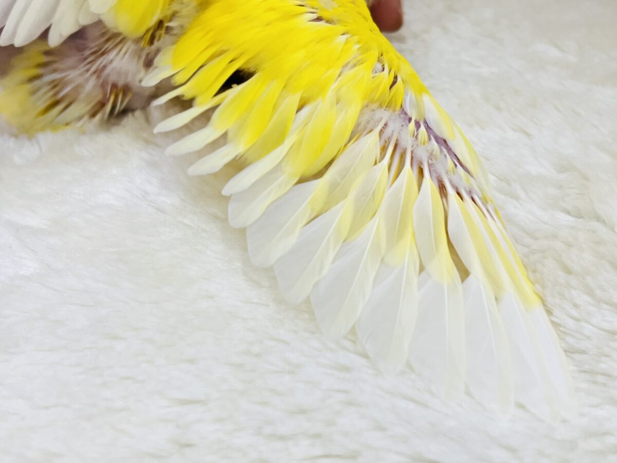 コザクラインコ（小桜インコ）