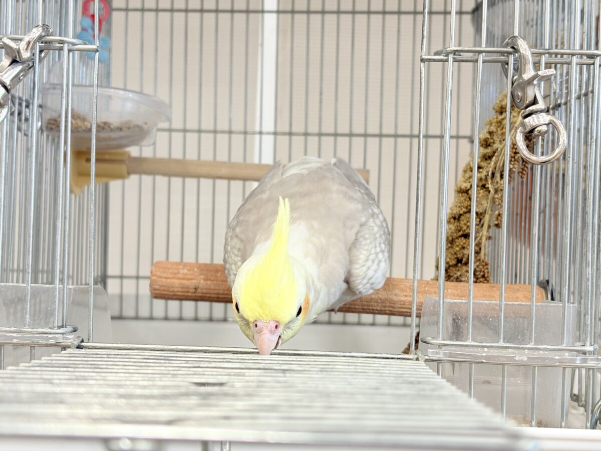 オカメインコ