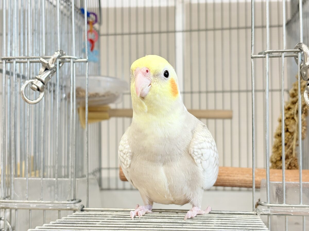 オカメインコ