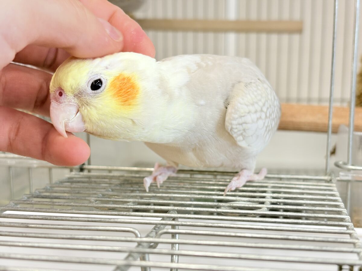オカメインコ
