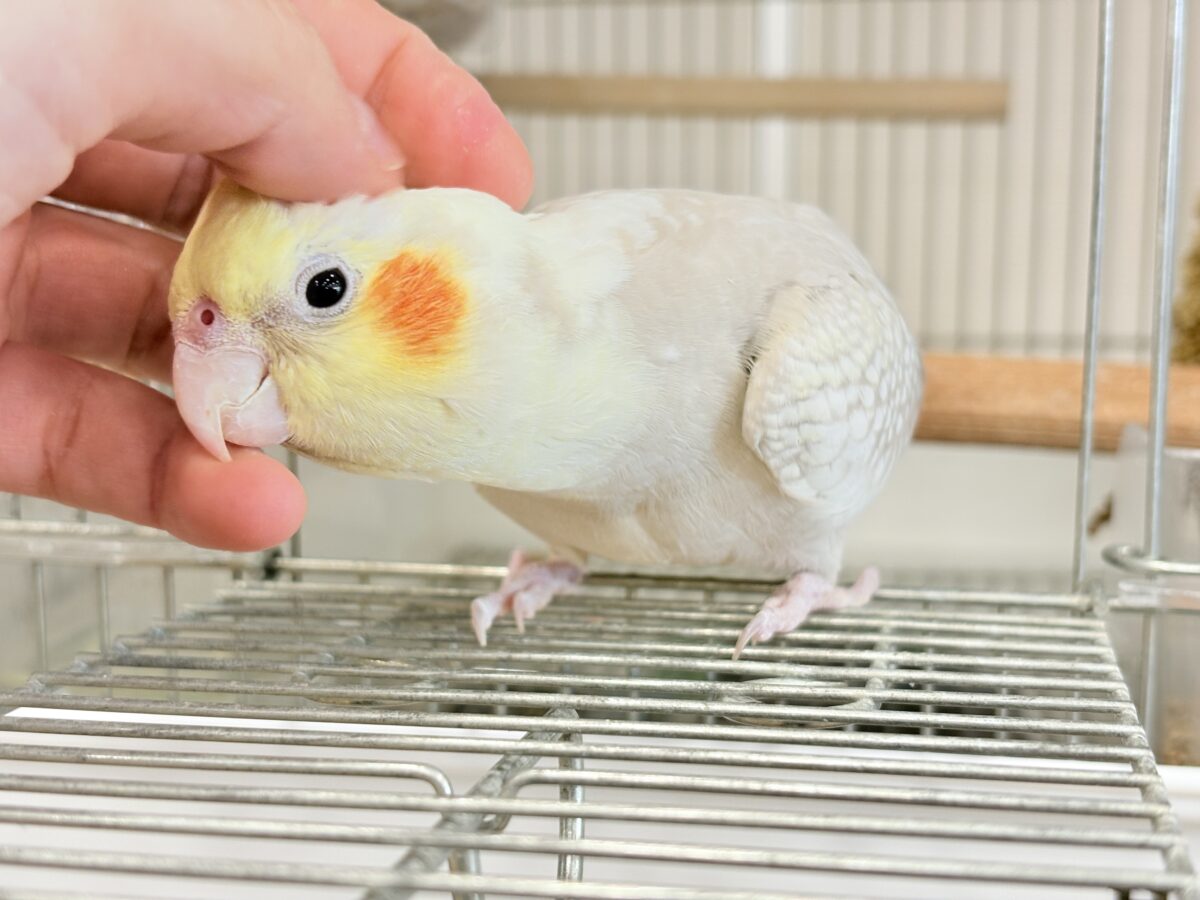 オカメインコ