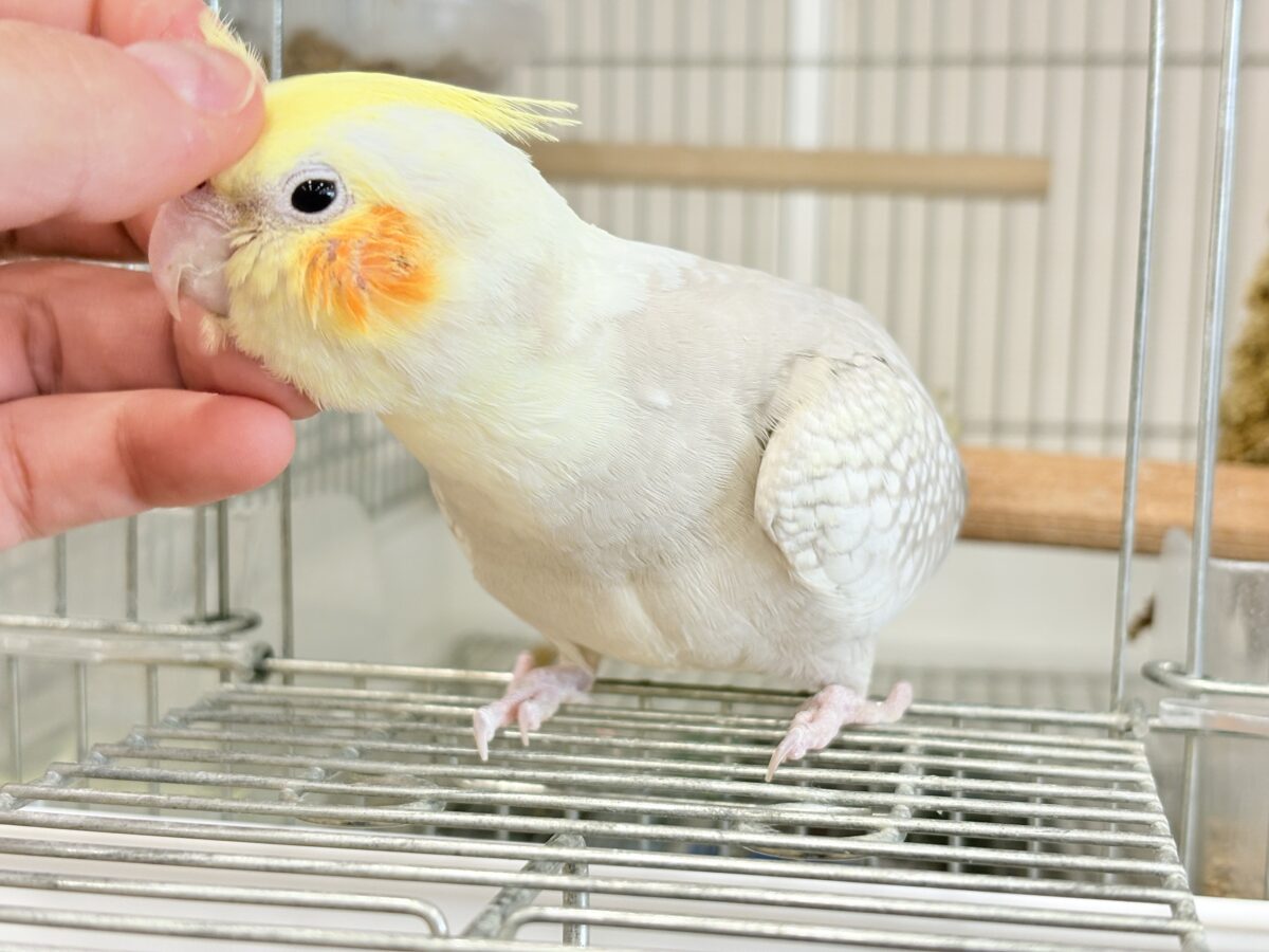 オカメインコ