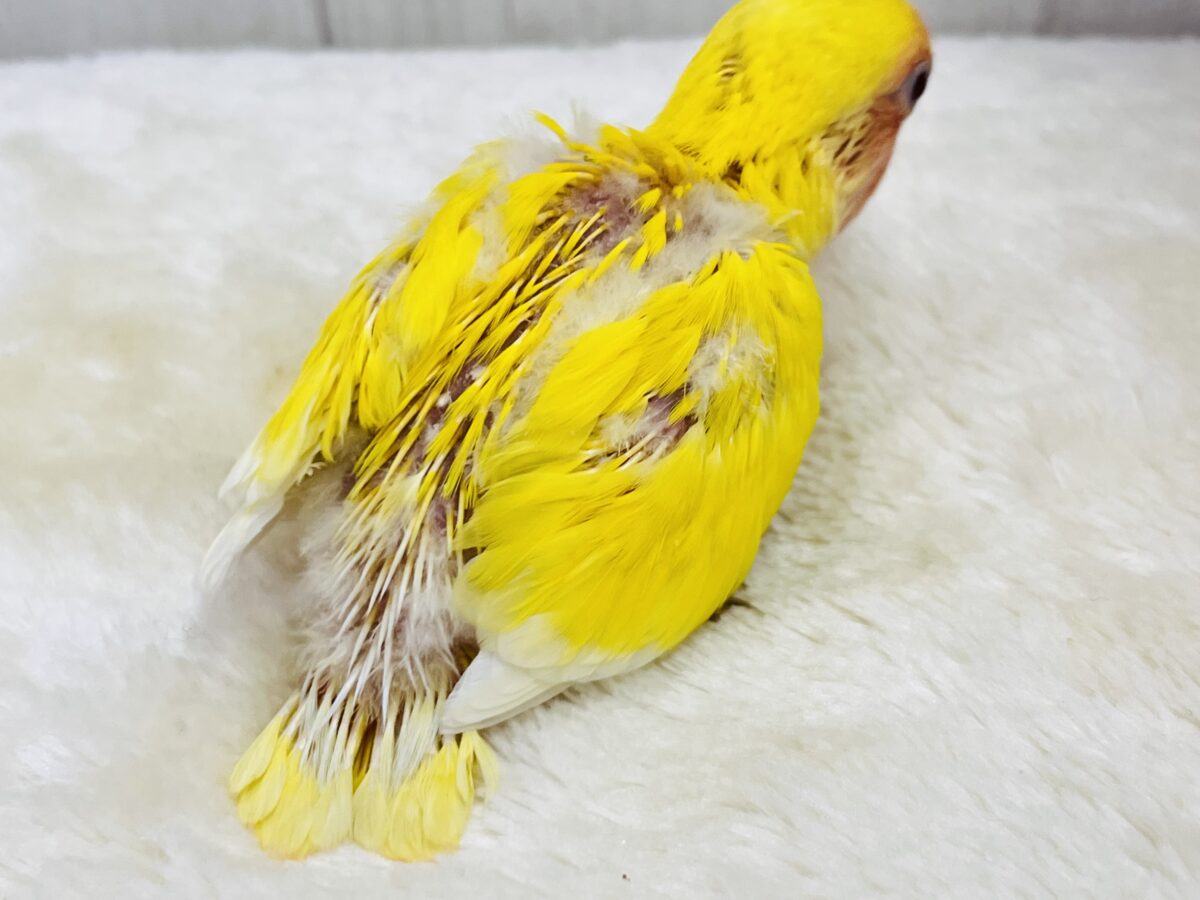 コザクラインコ（小桜インコ）