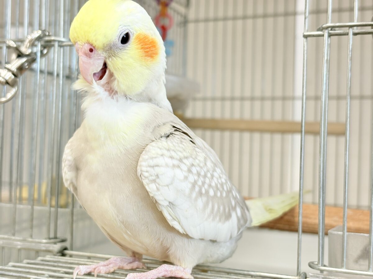 オカメインコ