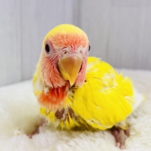 オムライスは硬焼き派💛小桜インコのルチノーカラーの