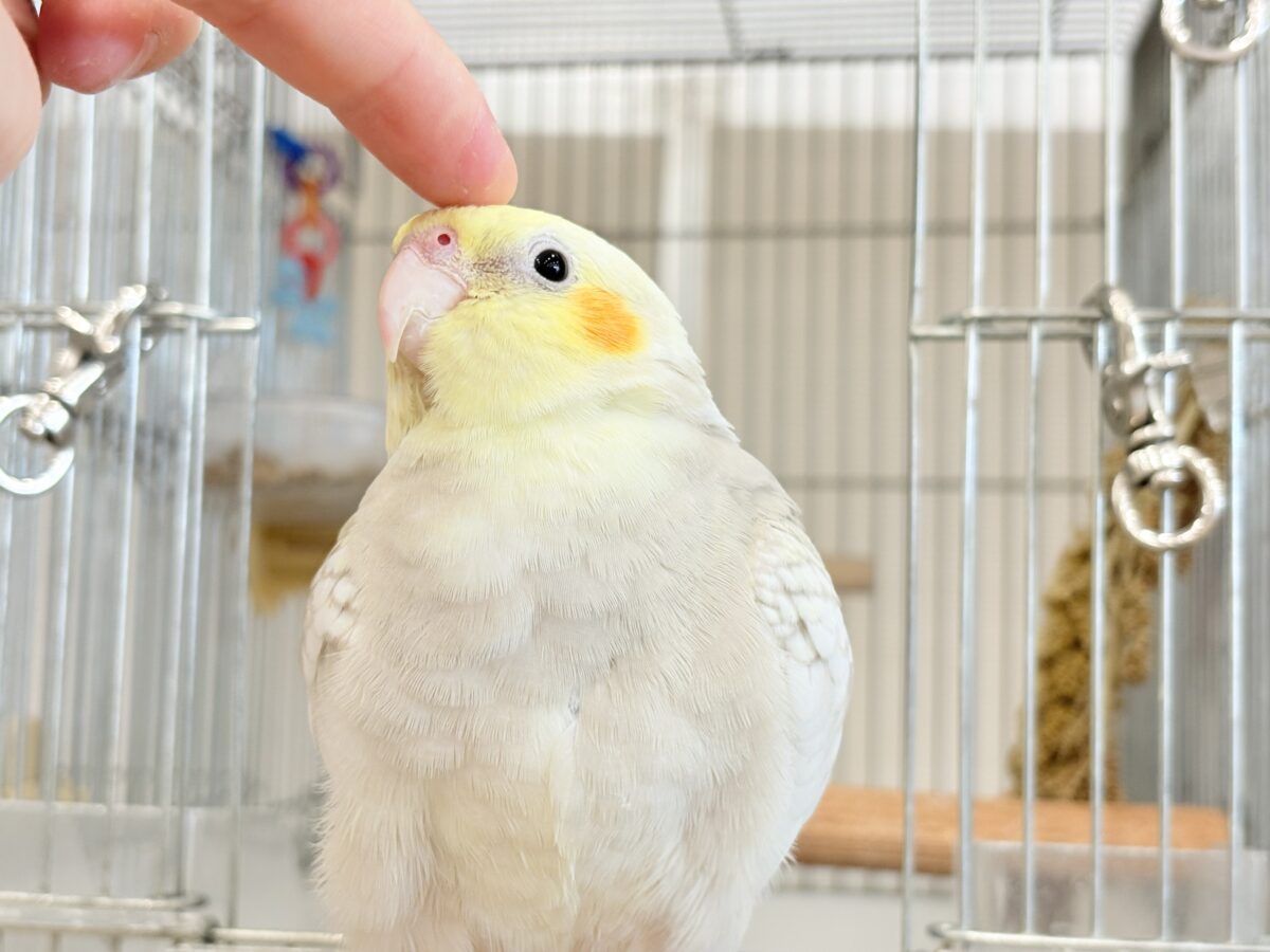 オカメインコ