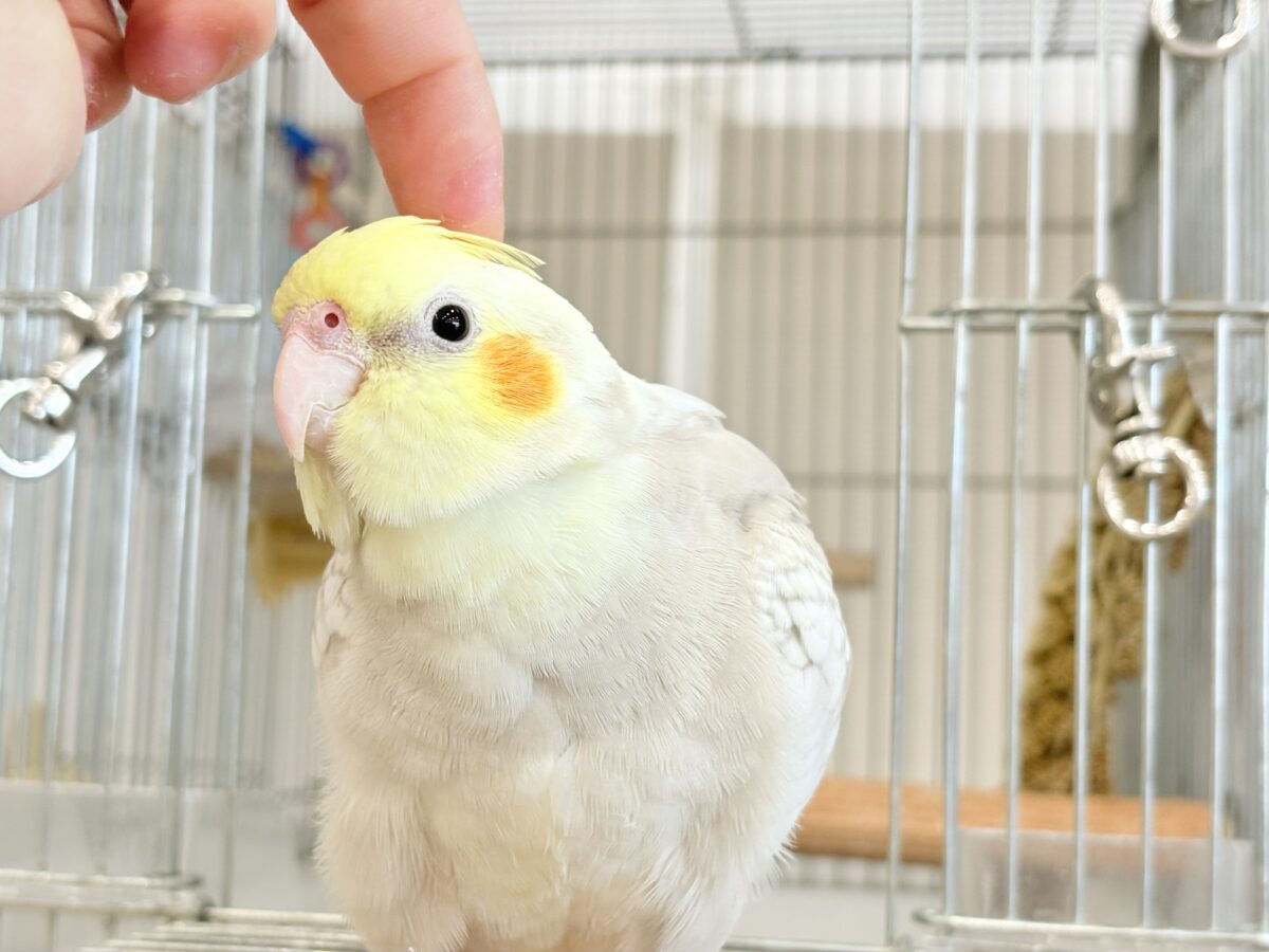 オカメインコ