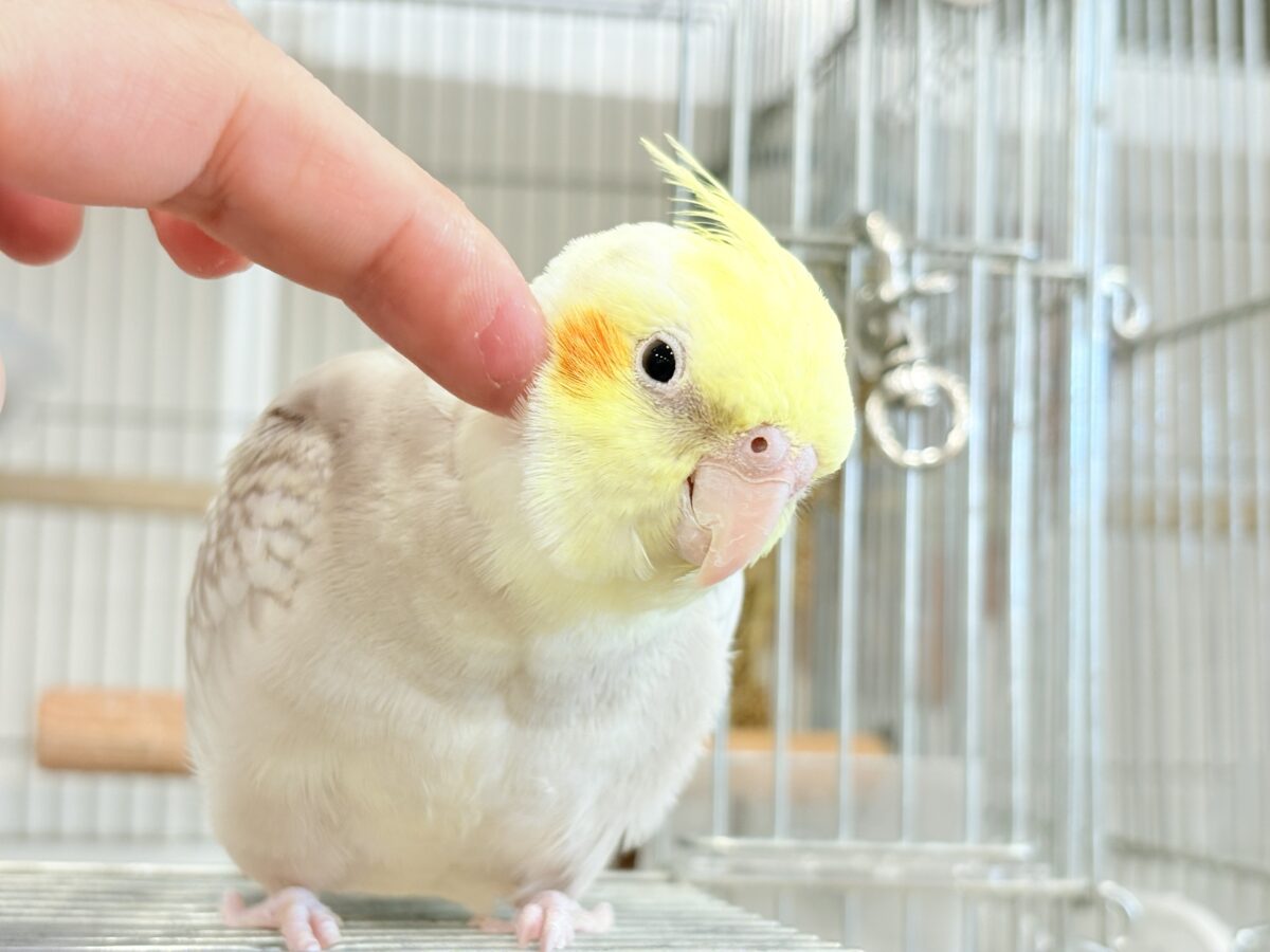 オカメインコ
