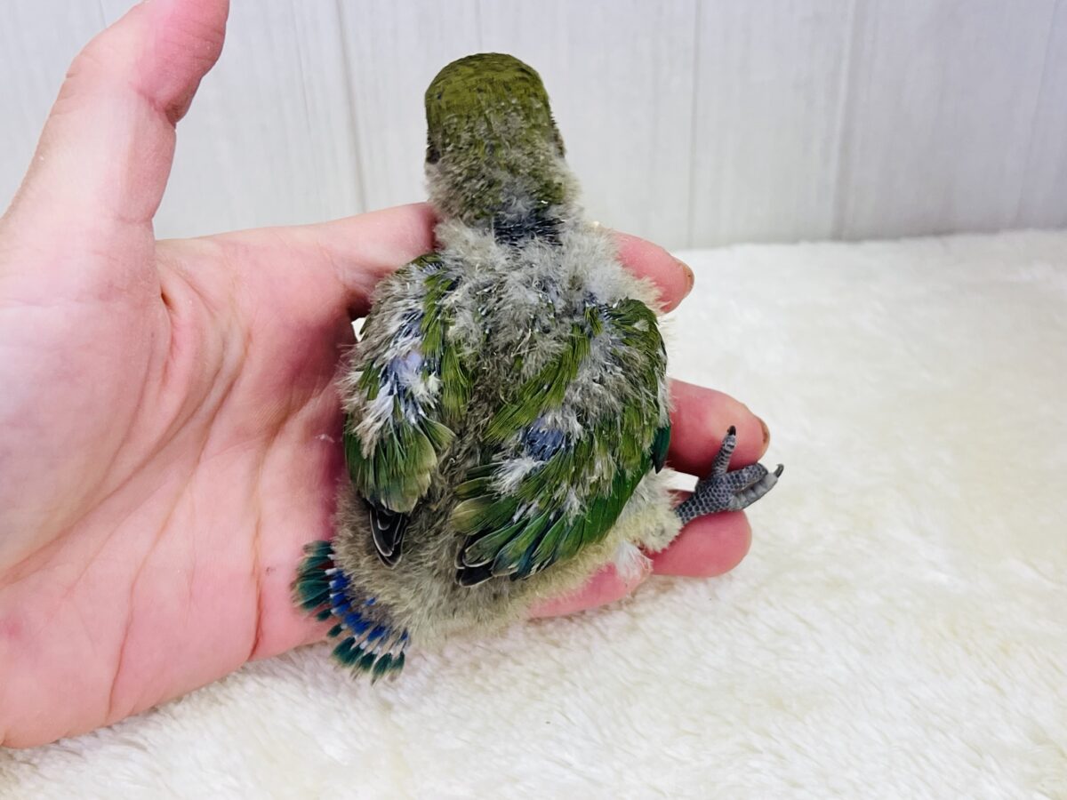 コザクラインコ（小桜インコ）