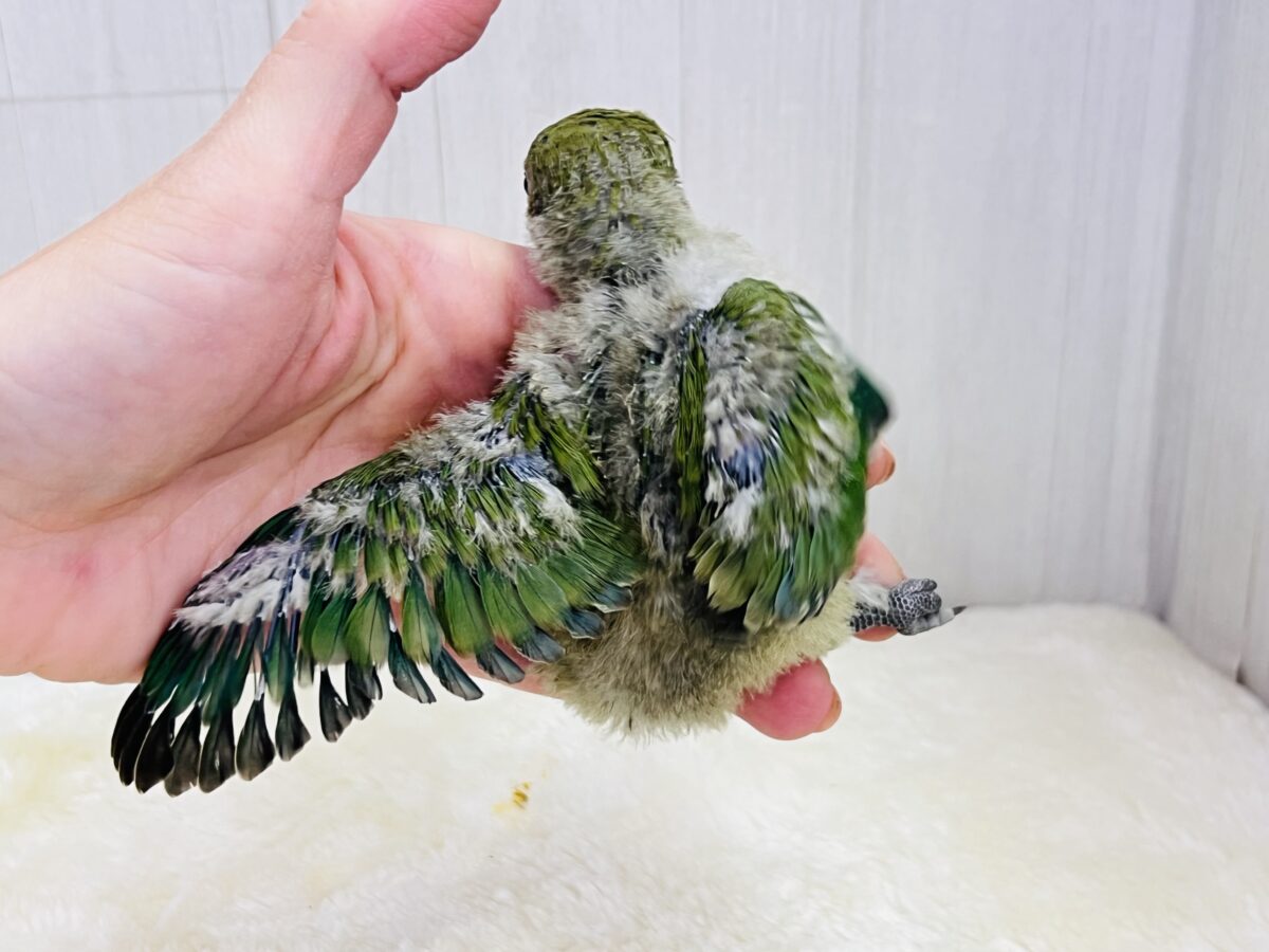 コザクラインコ（小桜インコ）