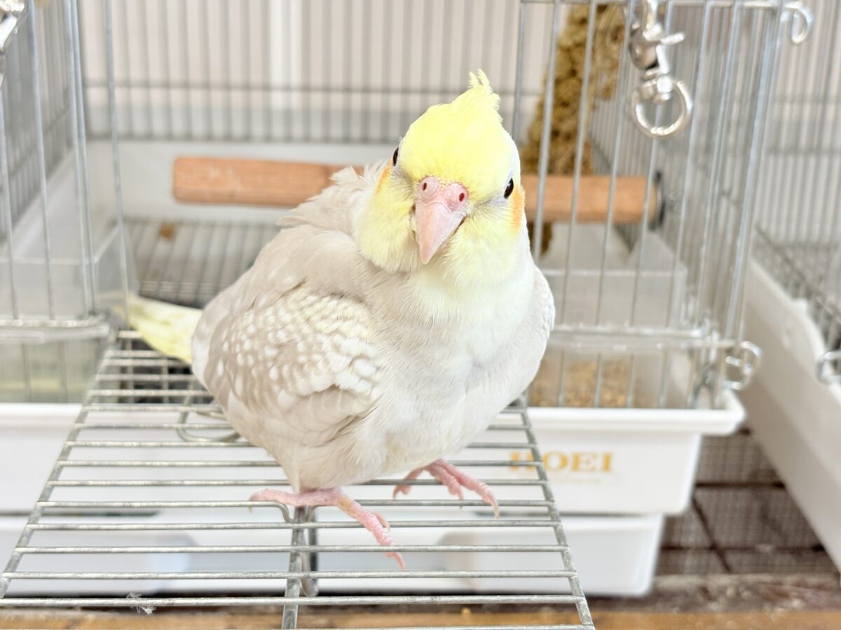 オカメインコ