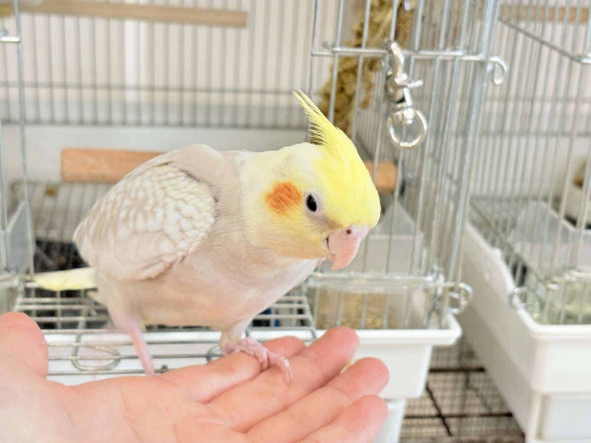 オカメインコ